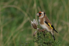 Putter-Texel 7-10-2020