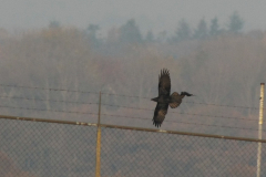 Raaf en Kauw-Drenthe 5-11-2014