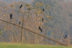 Raaf en Zwarte kraai 3-Drenthe 5-11-2014