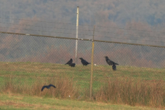 Raaf en Zwarte kraai-Drenthe 5-11-2014