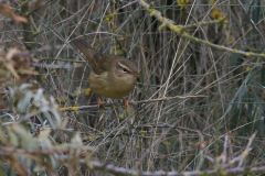 Raddes boszanger 5 NoordHolland 12-11-2021