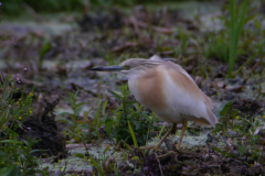 Ralreiger 1-Zuidlaardermeergebied 23-6-2017 b