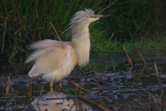 Ralreiger 10-Onlanden 3-6-2016