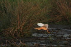 Ralreiger 19-Onlanden 3-6-2016