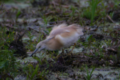 Ralreiger 2-Zuidlaardermeergebied 23-6-2017 b