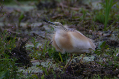 Ralreiger 3-Zuidlaardermeergebied 23-6-2017 b