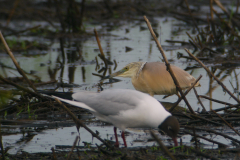 Ralreiger en Kokmeeuw 1-Onlanden 3-6-2016 b