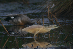 Ralreiger en Krakeend-Onlanden 3-6-2016 b