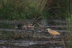 Ralreiger en Wilde eend-Onlanden 3-6-2016