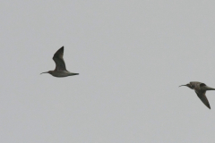 Regenwulp-Lauwersmeer 26-7-2015