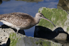 Regenwulp, adult 1 Friesland-kust 7-9-2023 b