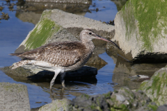 Regenwulp, adult Friesland-kust 7-9-2023 b