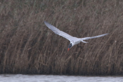 Reuzenstern 1 Groningen-kust 15-9-2022