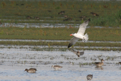 Reuzenstern 1-Lauwersmeer 29-8-2008