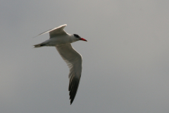 Reuzenstern 3-Lauwersmeer 29-8-2008