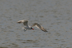 Reuzenstern 4-Lauwersmeer 29-8-2008