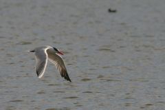 Reuzenstern 6-Lauwersmeer 29-8-2008