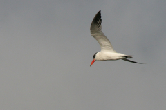 Reuzenstern 9-Lauwersmeer 29-8-2008