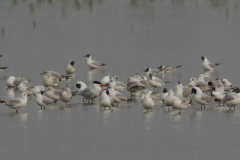 Reuzenstern-Lauwersmeer 22-4-2014