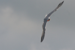 Reuzenstern-Lauwersmeer 29-8-2008