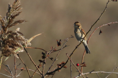 Rietgors-Texel 10-10-2018