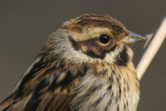 Rietgors, juv. Lauwersmeer 24-6-2015