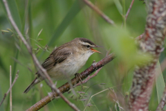 Rietzanger-Lauwersmeer 7-6-2009