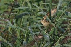 Rietzanger, ad. en juv. 1 ZuidHolland 18-8-2020