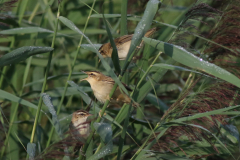 Rietzanger, ad. en juv. ZuidHolland 18-8-2020