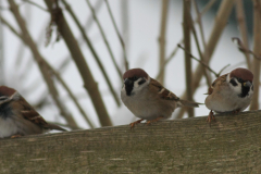 Ringmus 3 Groningen-stad 26-1-2014