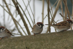 Ringmus 4 Groningen-stad 26-1-2014