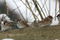 Ringmus 5 Groningen-stad 26-1-2014