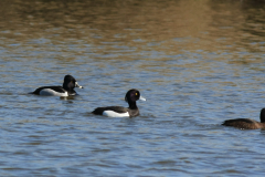 Ringsnaveleend en Kuifeend 1 NoordHolland 18-4-2015