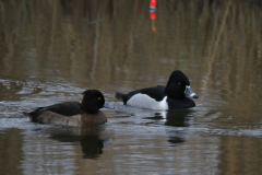 Ringsnaveleend en Kuifeend Groningen-prov. 14-1-2019