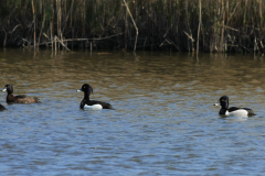 Ringsnaveleend en Kuifeend NoordHolland 18-4-2015