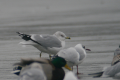 Ringsnavelmeeuw  Gelderland 25-1-2017