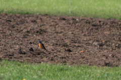 Rode rotslijster 9-Gelderland 21-5-2016