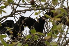 Roek, adult en juv. Groningen-stad 11-5-2023