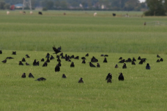 Roek en Kauw Groningen-prov. 21-7-2019