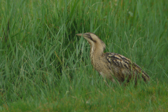 Roerdomp 1-Lauwersmeer 27-7-2012