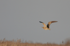 Roerdomp 13-Lauwersmeer 3-2-2010