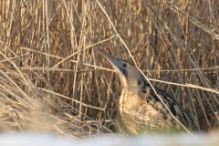 Roerdomp 14-Lauwersmeer 3-2-2010