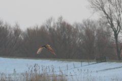 Roerdomp 15-Lauwersmeer 3-2-2010