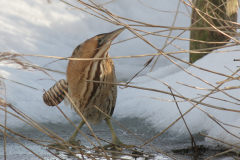 Roerdomp 2-Lauwersmeer 3-2-2010