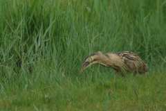 Roerdomp-Lauwersmeer 27-7-2012