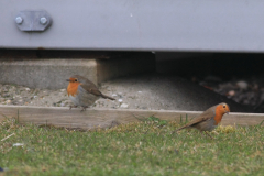 Roodborst 1-Eemshaven 14-4-2013