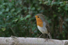 Roodborst 1 Hortus Haren 28-9-2009