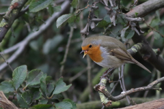 Roodborst 2-Eemshaven 1-10-2020