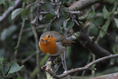 Roodborst 3-Eemshaven 1-10-2020