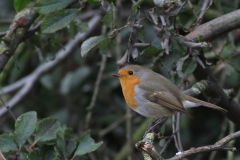 Roodborst 4-Eemshaven 1-10-2020